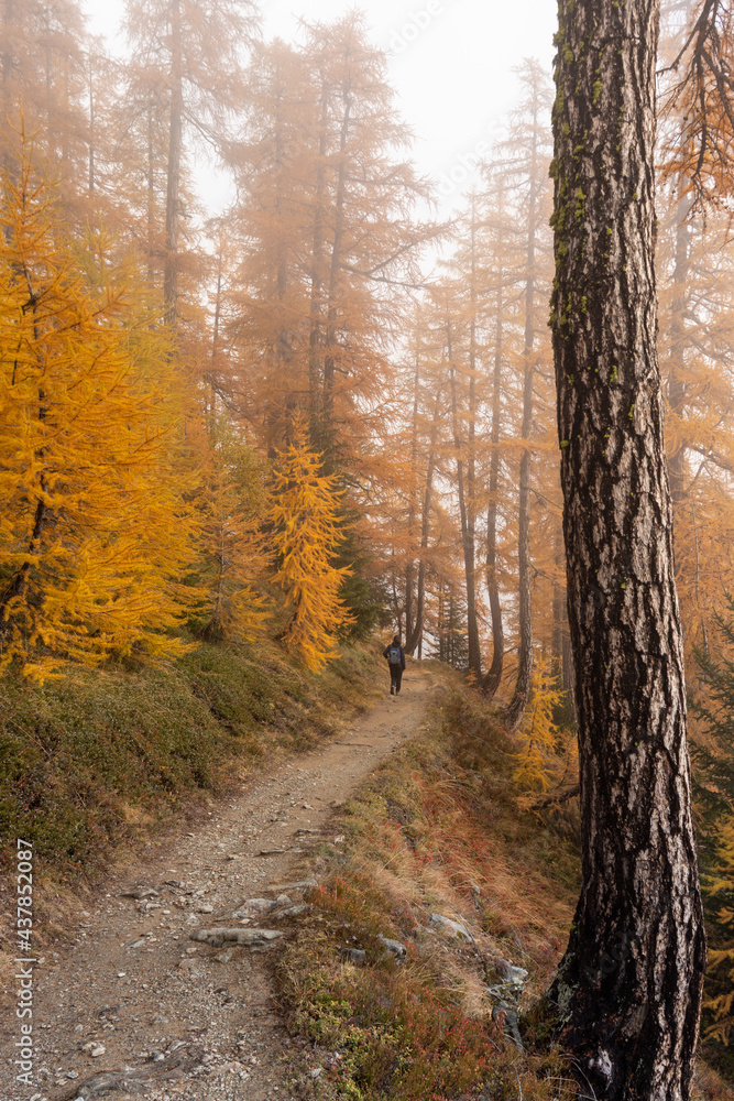 Backpacker walking through fog on dirt road through colorful larch tree woodland of the swiss Alps. Colorful autumn or fall season