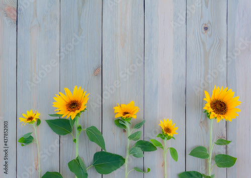 bright beautiful flowers of decorative sunflower on wooden rustic background with copy space