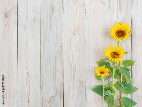 three beautiful yellow sunflower flowers on rustic wooden background with copy space