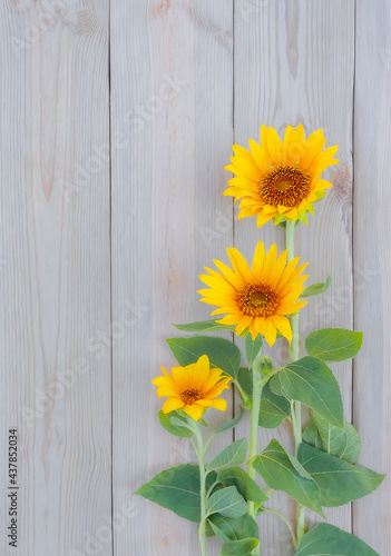 Fototapeta Naklejka Na Ścianę i Meble -  three beautiful sunflowers close-up on a rustic wooden background. yellow summer flowers.