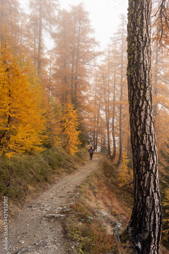 Backpacker walking through fog on dirt road through colorful larch tree woodland of the swiss Alps. Colorful autumn or fall season
