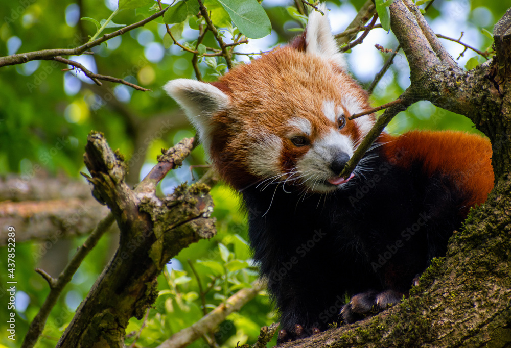 Fototapeta premium Red Panda climbing on a tree
