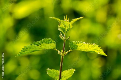 young green nettle among green nature