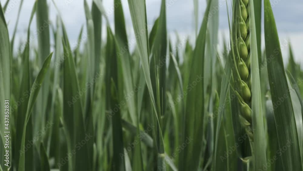 Ripening ears of meadow wheat field. Rich harvest Concept. Slow motion Wheat field. Ears of green wheat close up. Ripening ears of meadow wheat field. Rich harvest Concept. Slow motion Wheat field. Ears of green wheat close up.