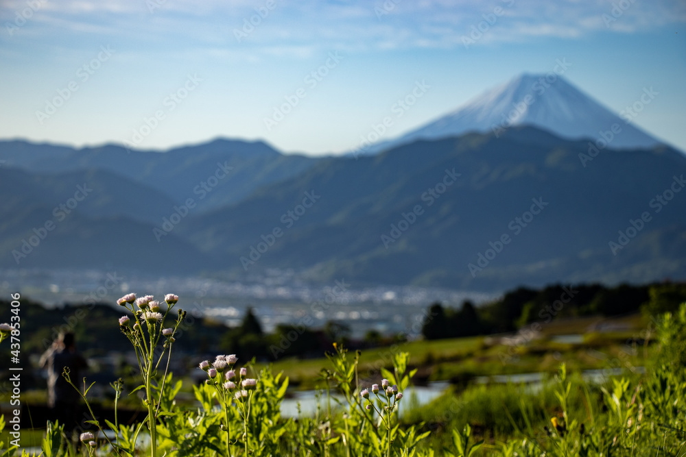 富士山と水を張った棚田