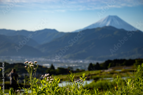 富士山と水を張った棚田 © 裕太 福原