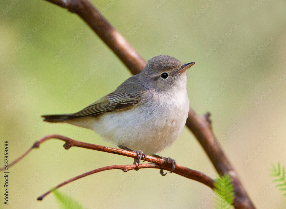 Balkanbergfluiter, Balkan's Warbler, Phylloscopus orientalis Balkanbergfluiter, Balkan's Warbler, Phylloscopus orientalis