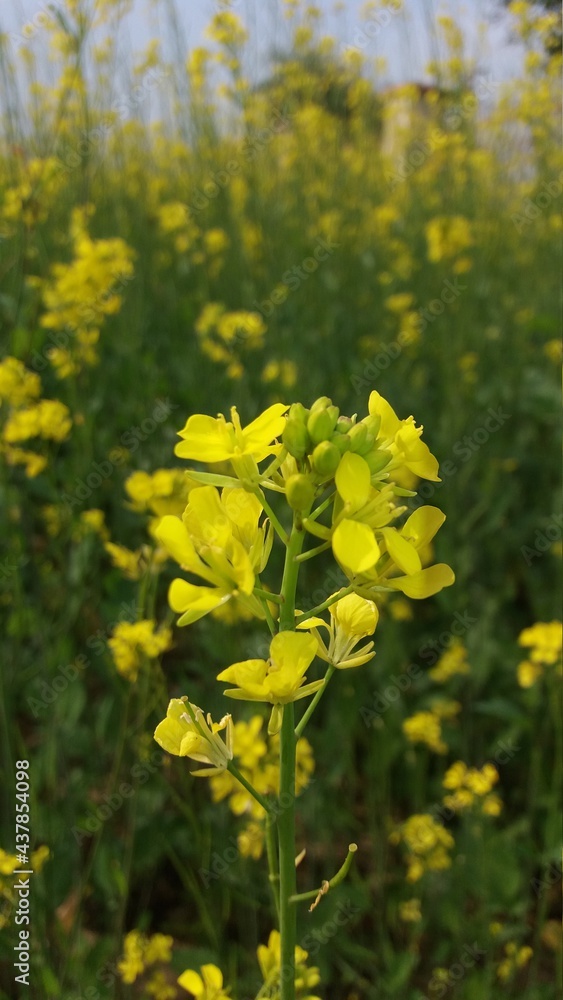 Fototapeta premium field of flowers