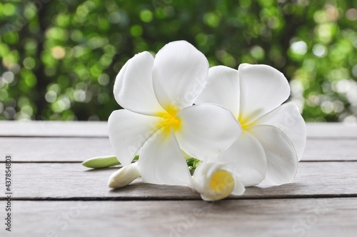 white plumeria flowers on wooden on natural daylight blur background
