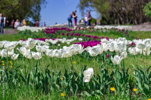 Blooming tulips in city park.