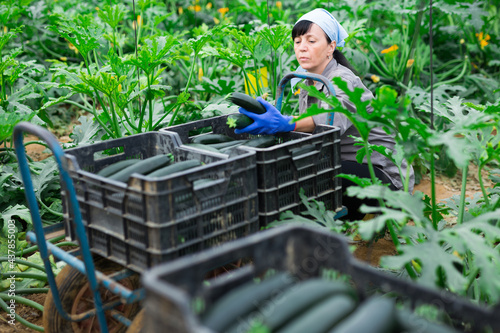 Female farmer collect harvest ripe zucchini in the greenhouse