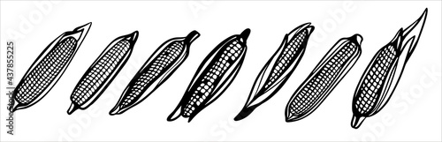 A set of corn cobs. Harvest. Black and white illustration in the form of a sign, logo. Silhouette for cutting on a plotter, suitable for SVG format.