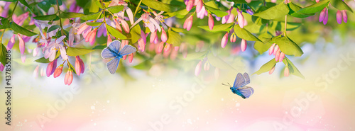 Pink decorative flowers with green leaves on a soft blue and green background. Early in the morning, a butterfly flies over a flower.Spring pattern, magical composition, panorama with copy space