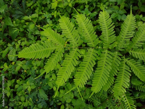 Fern plant in the forest, green leafy background