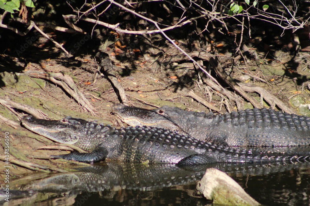Obraz premium Alligators gather in the Louisiana Swamps