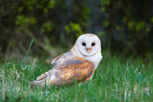 Kerkuil, Barn Owl, Tyto alba photo