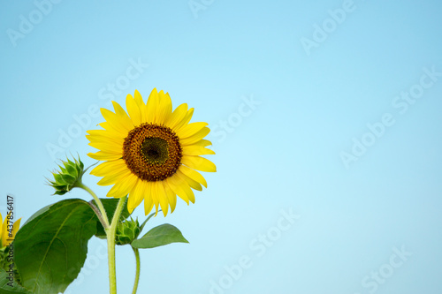 The Sunflower under the blue sky.                             