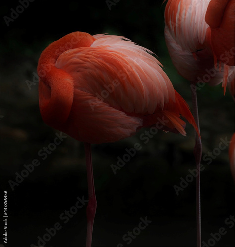 Flamingo