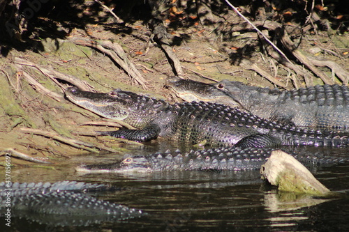 Alligators gather in the Louisiana Swamps