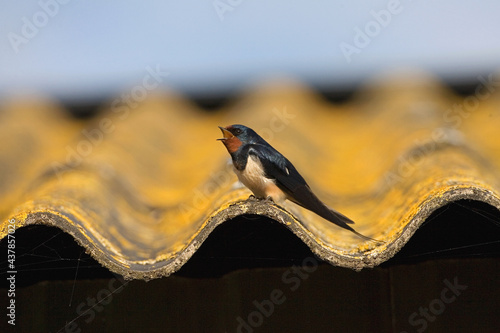 Barn Swallow, Boerenzwaluw, Hirundo rustica photo