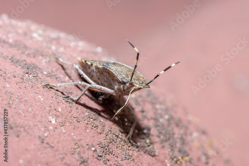 The haphigaster nebulosa, common name mottled shieldbug on a roof with red tiles photo