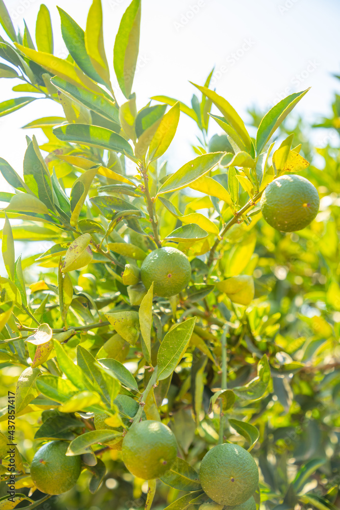 Green mandarin fruit on tree in gardens near Karain Cave in Antalya in Turkey