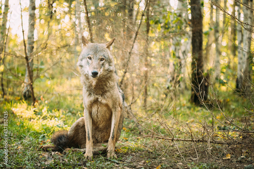 Belarus. Wolf  Canis Lupus  Gray Wolf  Grey Wolf Sitting Outdoors In Autumn Day. Portrait