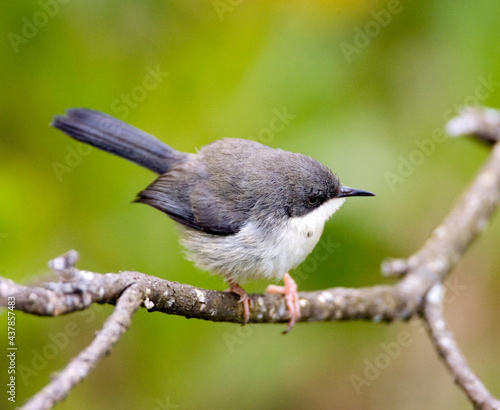 Halsbandapalis, Bar-throated Apalis, Apalis thoracica photo