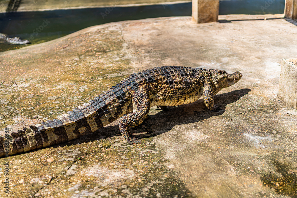 Fototapeta premium crocodile in the zoo
