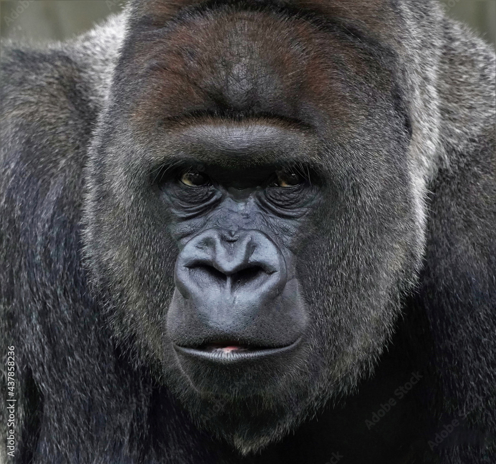Obraz premium Gorilla