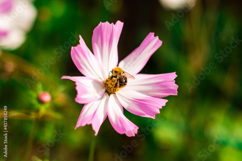 Biene Honigbiene Pollen auf Blume Nektarsuche Süßes Blüten Sommer