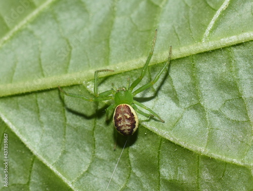 Green crab spider Diaea dorsata on a green leaf