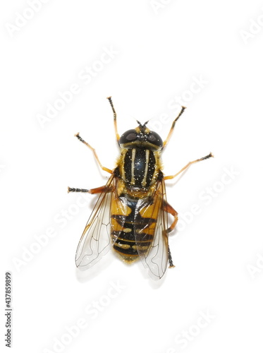 The Footballer hoverfly Heliophilus pendulus isolated on white background