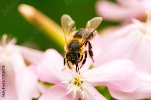 Biene Honigbiene Pollen auf Blume Nektarsuche Süßes Blüten Sommer