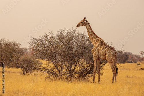 Giraffe  giraffa camelopardalis  on the savannah in the dry season in Etosha national park  Namibia 