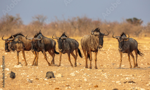 Group of five Blue Wildebeests  Connochaetes taurinus   in Etosha national park  Namibia