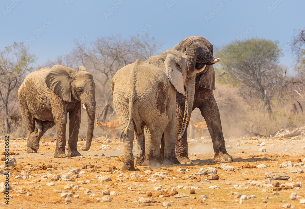 Etosha National Park in north Namibia: African Elephants (Loxodonta africana) play fighting in the afternoon sun