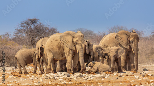  Etosha National Park in north Namibia  herd of African Elephants  Loxodonta africana  relaxing in the afternoon sun