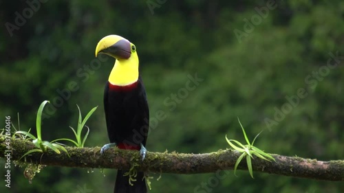 A gorgeous Chestnut-mandibled toucan or Swainson's toucan (Ramphastos ambiguus swainsonii), standing on a branch and looking around. Room for copy-space or logo on the right. photo