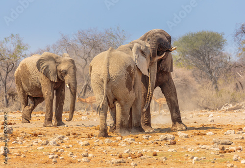 Etosha National Park in north Namibia: African Elephants (Loxodonta africana) play fighting in the afternoon sun