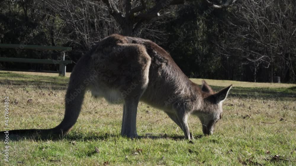 Wallaby Feeding On The Grass At The Farmfield With Bare Trees On the Backdrop. close up Wallaby Feeding On The Grass At The Farmfield With Bare Trees On the Backdrop. close up