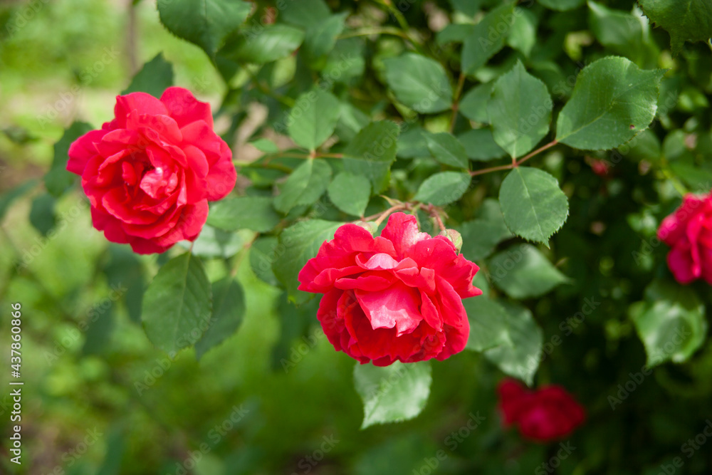 red flower in bush in garden red flower in bush in garden