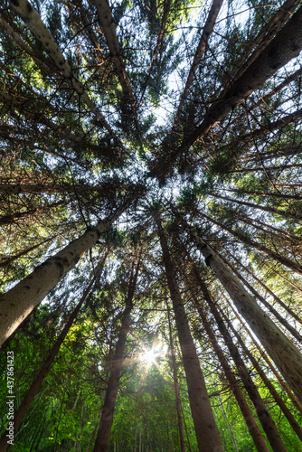 Pineta  shot from below  looking upwards. Pines  sky and light. Ecosystem  nature and forests.  