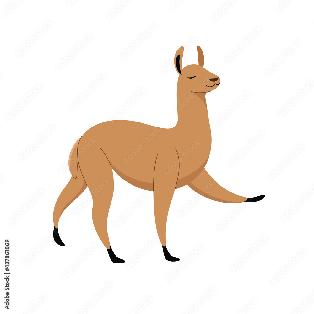 Fototapeta premium Cute lama - cartoon animal character. Vector illustration in flat style isolated on white background.