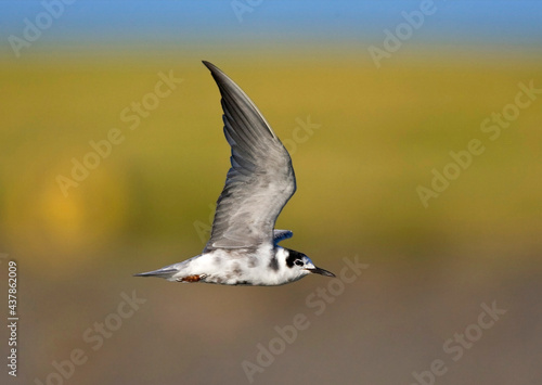 Zwarte Stern, Black Tern, Chlidonias niger photo