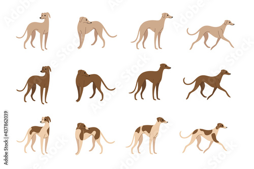 Whippet. Cute dog character. Cartoon dog in various poses. Vector illustration in cartoon style for poster, postcard.