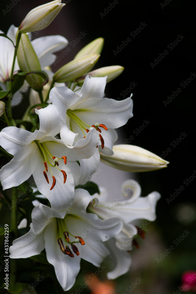 Fototapeta premium A bush of white trumpet lilies (Trumpet and Aurelian hybrids) in the garden on dark background