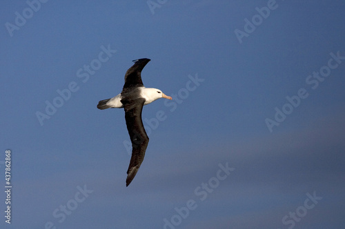 Black-browed Albatross  Wenkbrauwalbatros  Thalassarche melanophrys