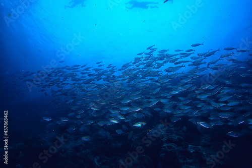 Fototapeta Naklejka Na Ścianę i Meble -  scad jamb under water / sea ecosystem, large school of fish on a blue background, abstract fish alive