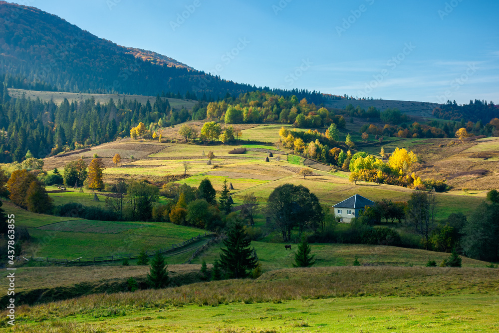 mountainous rural landscape in autumn. fields and trees on hills. carpathian countryside in evening light